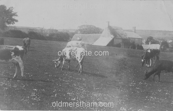 Image number 1851&prevurl=gattonhall